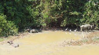 Wasserbüffel Herde Takua Pa Steel Iron Bridge Brücke Luftaufnahme Mini 2 Thailand