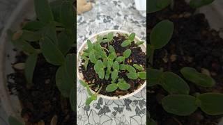 yellow cucumber plant seeds #garden #yellowcucumber #maavantathota #seeds #plants