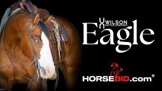 Eagle - Wilson Cattle Co x HorseBid