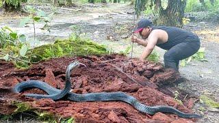 CAPTURE OF THE VENONYMOUS SPELLING BLACK SNAKE MONSTER | SNAKE | COBRA | KING COBRA