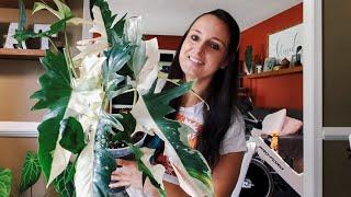 Dream Plant Unboxing With Alocasia Bridget. Most Amazing Plant Mom. Massive Golden Dragon Gift.