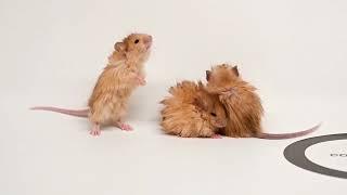 Scientists genetically engineer 'woolly mice' | REUTERS