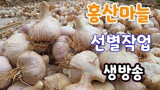 홍산마늘 선별 작업 실시간 생방송 (주문은 게시물)