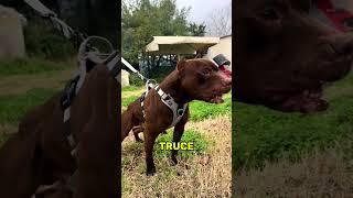 10 brutal dogs that can defeat a full-grown silverback gorilla    
