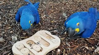 Blue and Jewel with puzzle feeder