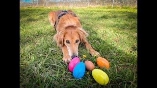 Our homeless hounds' Easter Egg Hunt