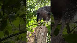 #Hawk #Eagle #Owl #Wildlife #Animal #EagleHawkOwl hawk vs snake, Owl vs snake fight, Eagle Vs Snake,