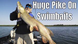 Huge Pike On Swimbaits | Fish'n Canada