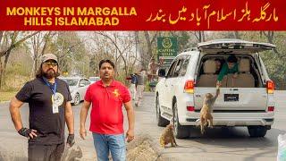 Monkeys in Margalla Hills | Islamabad