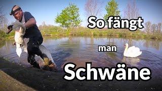 So fängt man Schwäne - Tiernotruf #81