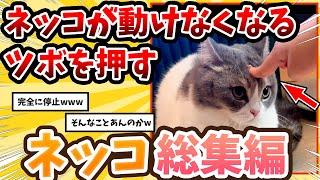 【2ch動物スレ総集編】猫が動けなくなる頭のツボを押した結果→反応が可愛すぎたwww/ネッコ300選‼