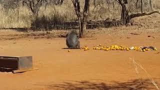 Hunters baboon shot