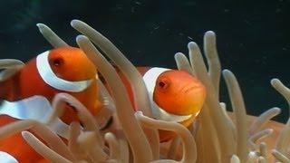 Anemonenfische / Clownfish, Nemo, div.