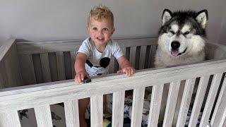 Giant Husky Wont Leave Babies Bed They Are So Cute Together