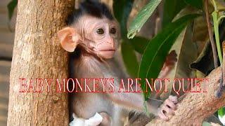 BABY MONKEYS ARE NOT QUIET