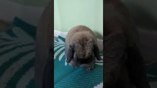 A Bunny Grooming Herself 
