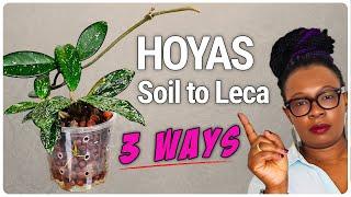 3 Hoyas, 3 Methods for Soil to LECA, Which Wins?