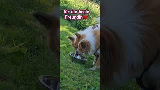 #elo maja und lilly #familienhund #bestefreundinnen