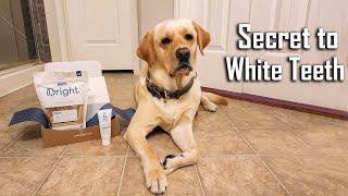 Have your Dog's Teeth Shine Sparkling White | Introducing BARK Bright