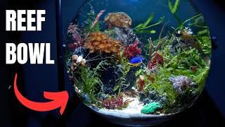 I MADE A NANO REEF BOWL AQUARIUM WITHOUT A FILTER! Easy Step by Step Tutorial