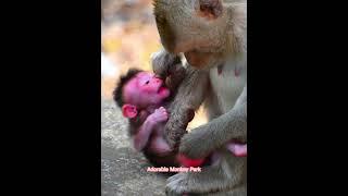 Fantastic Monkey! Mom try to stop milk baby