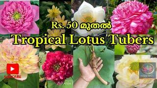 Tropical lotus tubers at lowest price (stock out )@Petalssphere