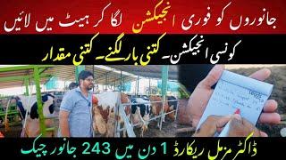 Animal ko heat me lany k injection II Dr. Muzzammil record 243 animals check