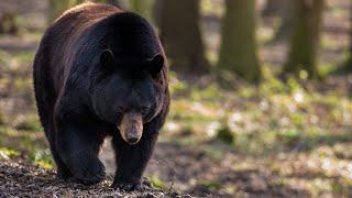 New Jersey Black Bear Education and Safety