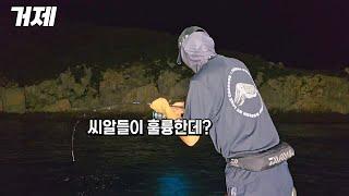 볼락으로 유명한 섬, 무늬오징어는 더 유명하네요! 씨알도 마릿수도 훌륭합니다