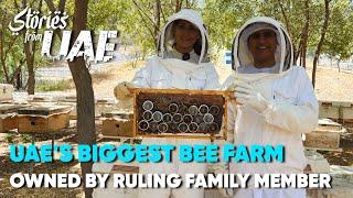 UAE's Biggest Bee Farm Owned By H.E Sheikh Saleem | Stories From UAE EP 2 | Curly Tales ME