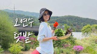 Ep22. 1년 동안 나의 텃밭 / 내가 심고 내가 먹는다.