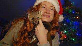 SAVEAFOX'S mustelids and Felines get their Christmas presents!