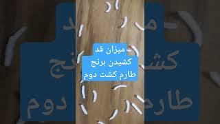 طارم کشت دوم پرعطرترین برنج ایرانی #برنج با قد و ری استثنایی