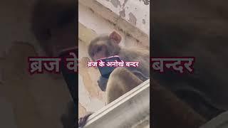 Natakhat monkey #mathuratourism #Vrindavan #monkey #travel with amaresh