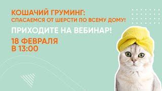 Кошачий груминг: спасаемся от шерсти по всему дому. Вебинар Школы «Хвост Ньюс»