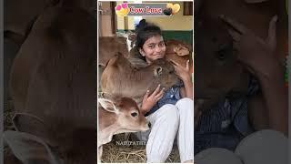 Shortest cows shortest cows breed below 2 feet height #youtube #viral #reels #miniature #trend