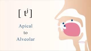 [ tʲ ] unvoiced unaspirated palatalized apical alveolar stop