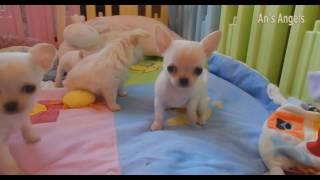 Chihuahua puppies of Queeny, Muffin and Grace - 28 nov.2016