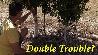 Double Planted Fruit Trees? + Q&A  | The Desert Farmer Podcast -  Episode 48