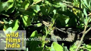 Himalayan Agama eats Berberis flowers in India : ayurvedic lizard?