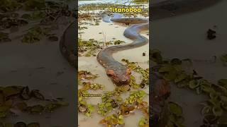 Biggest snake found in Amazon #science #sciencefacts #trending #facts #amazon #viralvideo