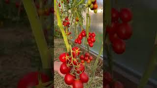 Самый Урожайный и неприхотливый томат #цветы #дача