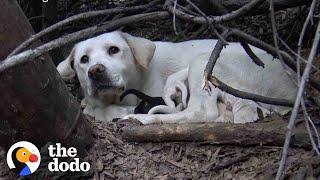 Stray Labrador Won’t Let Rescuers Near Her Puppies | The Dodo