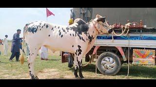 Hamza Sky Video Fateh Jang