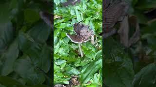 Wild mushrooms #shortvideo #music #mushroom