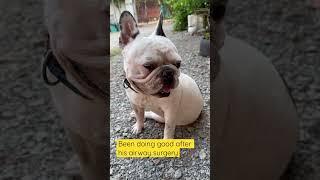 Short # franchie #frenchbulldog #dog #cutedog #puppy