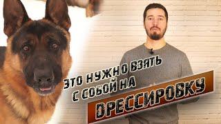 Что взять на дрессировку с собакой?