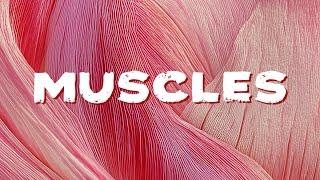  Muscles At Work | Fun and Educational Song for Kids 