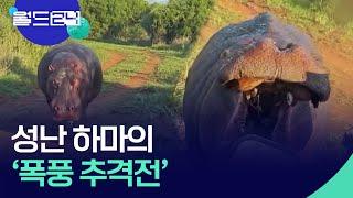 야생동물 보호구역에서 성난 하마의 ‘폭풍 추격전’ [월드 플러스] / KBS  2024.12.17.