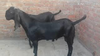 MK goat farm for sale Barbara male Punjabi male 9918748566